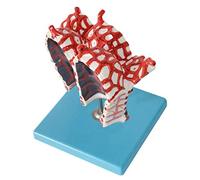 Modèle éducatif d'expansion humaine Modèle d'anatomie des organes humains Modèle alvéolaire d'anatomie médicale Modèle scientifique de l'anatomie humaine