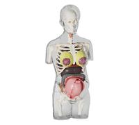 Modèle éducatif du Corps Humain pour Les - Jouet de Torse de Grossesse préscolaire à la Maison, Aide pédagogique pour Les expériences de biologie - Outil d'apprentissage des étudiants pour la