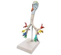 Modèle éducatif Modèle Anatomique du Larynx Modèle d'anatomie d'organe Humain Modèle médical d'arbre bronchique avec mo