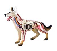 Modèle éducatif Modèle d'anatomie de Chien Modèle Anatomique de Chien de Loup Simulation d'anatomie Biologie Animale Organe détachable Parties du Corps Science Modèle éducatif Jouets pour l'