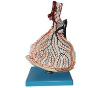 Modèle éducatif Modèle d'anatomie Humaine Modèle Anatomique Modèle d'élargissement lobulaire pulmonaire Anatomie pulmon