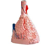 Modèle éducatif Modèle d'anatomie Humaine Modèle Anatomique Modèle d'expansion alvéolaire pulmonaire lobulaire Anatomie