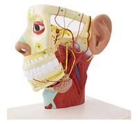 Modèle éducatif Modèle de tête Humaine Demi-tête Anatomique Humaine Anatomie du Visage Cerveau Cou Section médiane Modèl
