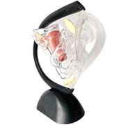 Modèle éducatif Modèle d'utérus - Modèle Anatomique d'orgue Humain - Modèle de système reproducteur utérin pathologique Transparent - Modèle d'enseignement viscéral détachable - pour Le