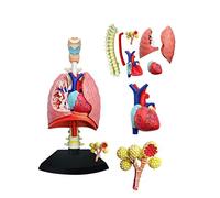 Modèle éducatif Modèle pulmonaire du Corps Humain Modèle Anatomique du cœur et des poumons Humains à partir de 27 pièce
