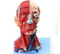 Modèle éducatif Tête Humaine Modèle Anatomique/Modèle Cerveau Anatomie/Anatomie Musculaire du Cou Nerf Blood27Cm17Cm21C
