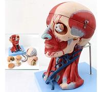 Modèle éducatif Tête Humaine Modèle Anatomique/Modèle de Cerveau Anatomie/Anatomie Musculaire du Cou Nerf BloodMedical