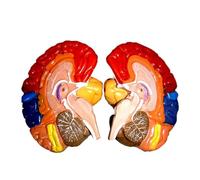 Modèle en deux parties du cerveau humain avec cartographie des aires fonctionnelles et code couleur for l'enseignement médical de Corps de Torse