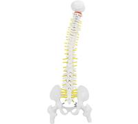 Modèle flexible de moelle épinière, caractéristiques anatomiques détaillées pour un apprentissage complet, adapté à diverses applications, y