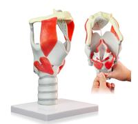Modèle fonctionnel anatomique 3X Larynx, modèle de modèle du larynx pharynx, modèle humain