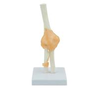 Modèle Fonctionnel de Ligament de l'articulation du coude Modèle Anatomique de l'articulation du coude Squelette Anatomie médicale Humaine Taille réelle Type Fonctionnel Ressources pédagogiques