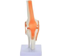 Modèle Fonctionnel de Ligament et de Squelette de l'articulation du Genou Modèle Anatomique Humain de l'articulation du Genou - Modèle éducatif Modèle Anatomique de l'articulation du Genou Humain