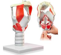 Modèle fonctionnel du larynx à l'échelle 3X, modèle du larynx et du pharynx, structure et fonction du cou humain en médecine