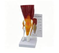 Modèle Fonctionnel Genou Flexion Extension Rotation Pour l'apprentissage | Genou Droit à Taille Réelle avec Notice en Anglais Quadriceps Ischiojambiers Ligaments Croisés pour l'Étude Biomécanique
