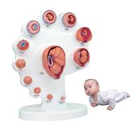 Modèle fœtal 4D, modèle de croissance des organes fœtaux, modèles d'anatomie humaine, développement de l'embryon utérin pour l'enseignement