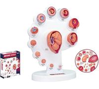 Modèle fœtal 4D, modèle de croissance des organes fœtaux, modèles d'anatomie humaine, modèle de développement embryonnaire utérin fœtal, modèle d'anatomie humaine for l'enseignement médical