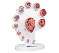 Modèle fœtal 4D - Modèle scientifique anatomique humain pour l'enseignement médical, modèle de croissance des organes fœtaux à des fins éducatives