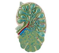 Modèle ganglion lymphatique humain,modèle lymphatique élargi à deux faces