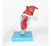 Modèle Gorge Cartilage Humain Anatomie Thyroïde Cavité Musculaire Outil Enseignement École Médicale