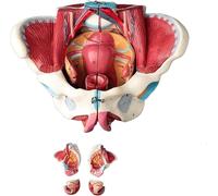 Modèle grandeur nature de bassin féminin humain avec organes amovibles - 4 parties : muscles du plancher pelvien et périnée