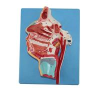 Modèle grandeur nature de la bouche, du nez, du pharynx et du larynx (21 cm), avec 51 indicateurs numériques, à visée pédagogique. Humain Amovible des