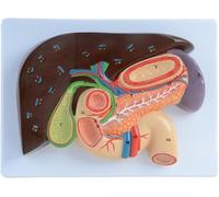 Modèle grandeur nature d'une section gastrique humaine - Relief anatomique du foie, de la vésicule biliaire et du pancréas