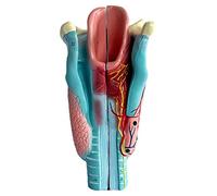 Modèle Humain 2 Fois Grossissement du Larynx Modèle 3D avec 2 Parties Détachables + Modèle Anatomique du Larynx À Texture Claire