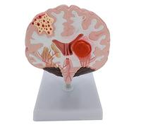 Modèle humain anatomique avec artères souches du cortex cérébral pour les conférences éducatives Utilisation de la psychologie d'apprentissage humaine