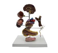 Modèle humain de diabète Modèle de thrombose cardiaque Diabète Artère extracorporelle Vaisseaux sanguins Cerveau Cœur Pancréatique Neurone Chirurgie Affichage du pied