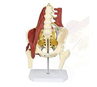 Modèle Humain de la Colonne vertébrale Lombaire Modèle du Bassin féminin Disque Lombaire pelvien Hernie modèle musculair