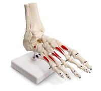 Modèle humain de pied et de cheville grandeur nature avec origine et approches musculaires, peint, anatomique médicale, avec fibula tibiale, droit, entièrement mobile