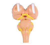 Modèle humain détaillé agrandi avec noyaux pour études de neurologie, construction en PVC, outil d'enseignement médical