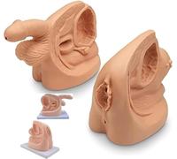 Modèle humain d'urètre des organes génitaux internes et externes, modèle anatomique, modèle masculin et féminin, for l'apprentissage et la formation