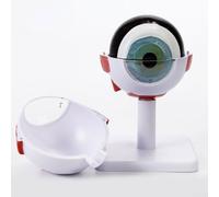 Modèle humain en forme de globe oculaire grossissant 6X - Structure oculaire amovible en PVC pour l'éducation scientifique, l'ophtalmologie, l'enseignement des étudiants, l'apprentissage des médecins