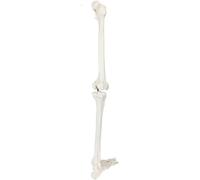 Modèle Humain Modèle Anatomique Modèle Squelette Humain Membre Inférieur Genou Et Pied Let Os Modèle Anatomique Modèle Articulation Humaine Médical, White, 81cm