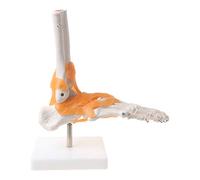 Modèle humain squelette humain articulation anatomique médicale ligament cheville ligament anatomique tous les modèles pédagogiques dans l'éducation des surdoués
