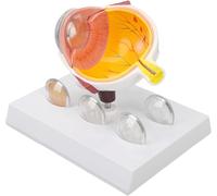 Modèle œil de cataracte - Outil éducatif pour l'anatomie et la recherche des médecins, modèle d'anatomie du corps humain pour cabinet médical