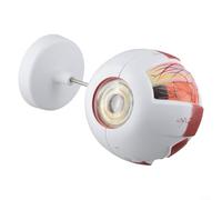 Modèle innovant d'anatomie du globe oculaire conçu pour les environnements éducatifs (6 fois)