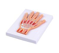 Modèle interactif d'anatomie du poignet en couches pour améliorer l'apprentissage dans les établissements médicaux et la recherche Structure articulaire humaine précise avec pièces amovibles pour