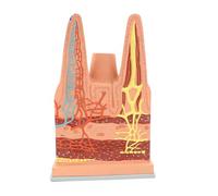 Modèle intestinal, démonstration anatomique éducative des villosités | Modèle anatomique intestinal pour démonstrations éducatives, parfait pour les cours de sciences et la formation en soins de