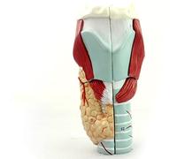 Modèle laryngé humain, modèle médical anatomique agrandi 2 fois du muscle, cartilage, cavité laryngée