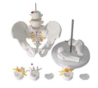 Modèle Lombaire Humain avec Lumbar et Male Pelvis à Cinq Segments Lendenwirbelsäule - comme modèle d'apprentissage ou matériel pédagogique