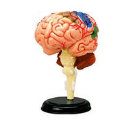 Modèle médical d ' affichage du cerveau pour l ' enseignement des neurosciences Anatomique humaine pour la recherche scientifique Apprentissage humain pour l ' enseignement Jouet démonté