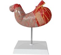 Modèle médical d'anatomie de l'estomac humain, modèle d'anatomie de l'estomac 1,5 fois modèle du système digestif, outil d'apprentissage de l'enseignement médical modèle de structure de l'estomac