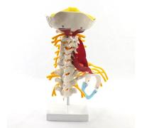 Modèle médical de colonne cervicale humaine neuromusculaire du plexus brachial spécimen osseux humain