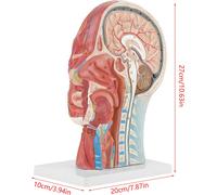 Modèle médical de la tête,Modèle anatomique de la tête,Modèle médical du cerveau,Modèle anatomique du cerveau,Modèle de la tête et du cou