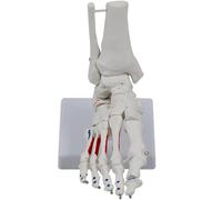 Modèle médical de squelette articulaire du pied humain Modèle médical Modèle d'anatomie des articulations du pied Modèle d'enseignement pour l'étude médicale