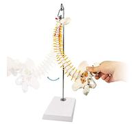 Modèle miniature d'anatomie de la colonne vertébrale, modèle miniature de 45 cm, détails des vertèbres, des nerfs spinaux, des lombaires et du bassin