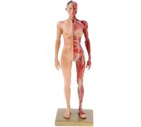 Modèle miniature de système musculaire - Anatomie des muscles humains en résine avec base - Muscles de surface détaillés et structure corporelle pour les amateurs de fitness
