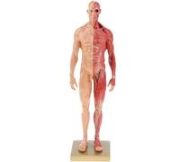 Modèle miniature de système musculaire - Anatomie des muscles humains en résine avec base - Muscles de surface détaillés et structure corporelle pour les amateurs de fitness